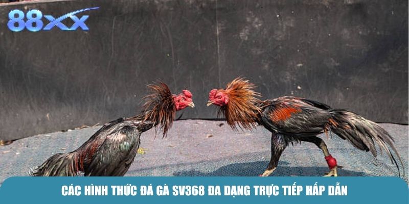Các hình thức Đá Gà SV368 đa dạng trực tiếp hấp dẫn