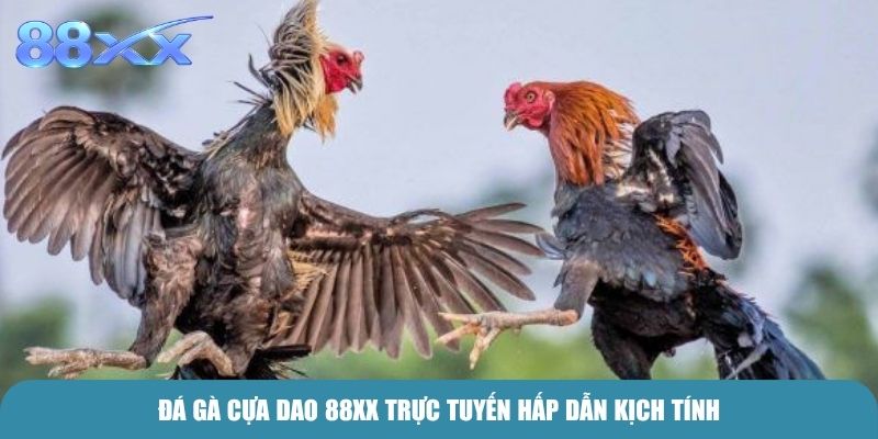 Đá Gà Cựa Dao 88xx trực tuyến hấp dẫn kịch tính