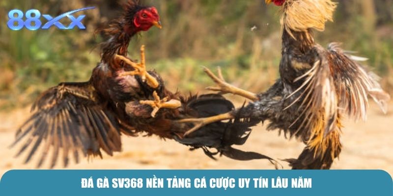 Đá Gà SV368 nền tảng cá cược uy tín lâu năm