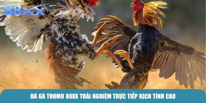 Đá Gà Thomo 88xx trải nghiệm trực tiếp kịch tính cao