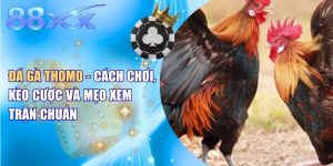 Đá Gà Thomo  - Cách Chơi, Kèo Cược Và Mẹo Xem Trận Chuẩn