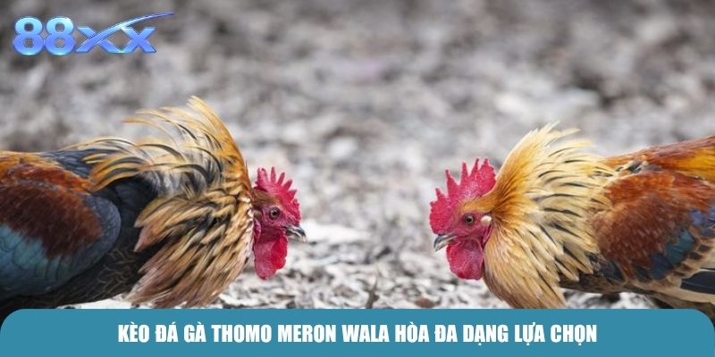 Kèo Đá Gà Thomo  Meron Wala hòa đa dạng lựa chọn