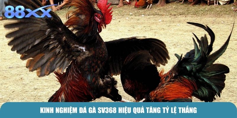 Kinh nghiệm Đá Gà SV368 hiệu quả tăng tỷ lệ thắng