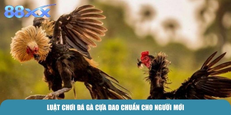 Luật chơi Đá Gà Cựa Dao chuẩn cho người mới
