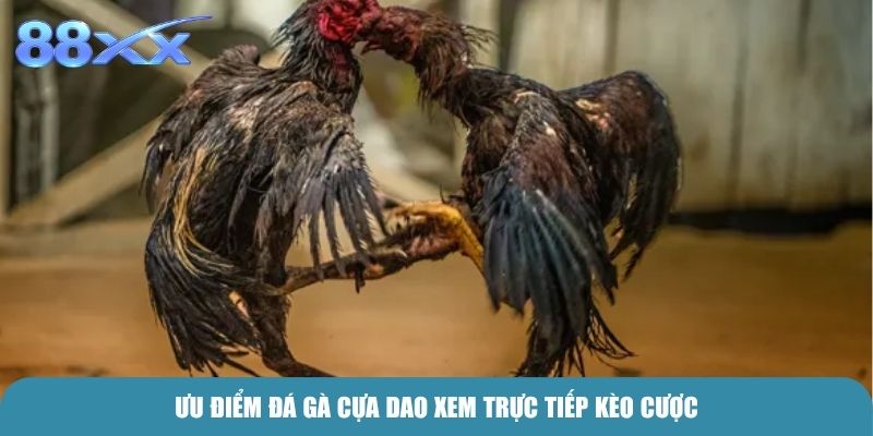 Ưu điểm Đá Gà Cựa Dao xem trực tiếp kèo cược